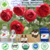 Tinh Dầu Hoa Hồng - Rose Essential Oil