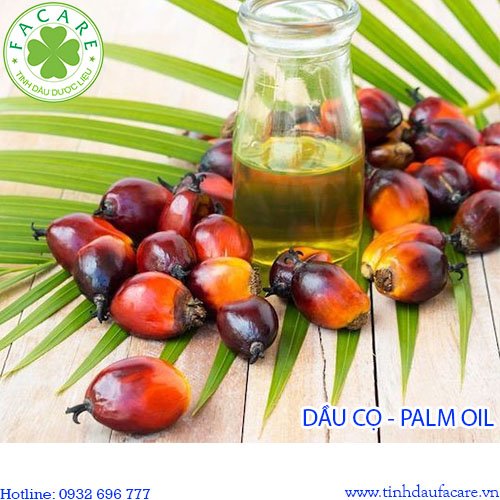 10 lợi ích quý giá từ dầu cọ palm oil mà bạn chưa biết?